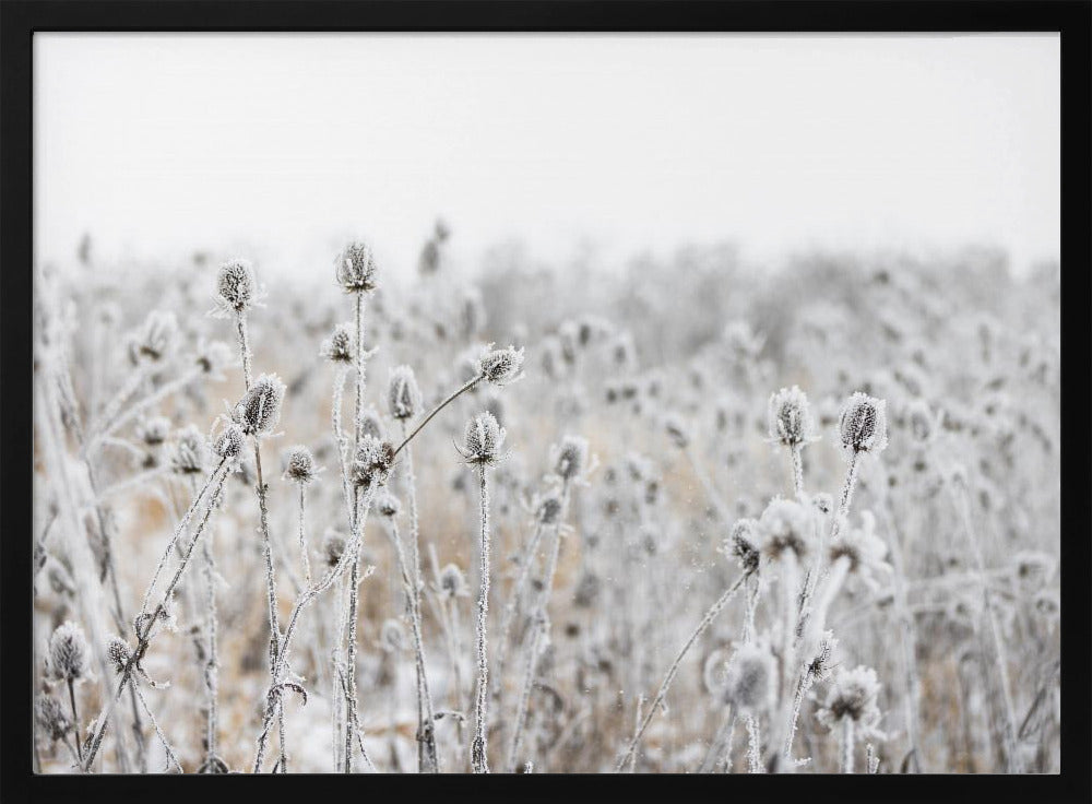 Winter Field 5 | Poster
