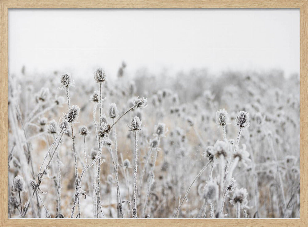 Winter Field 5 | Poster