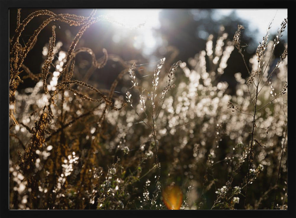 Warm Winter Light 7 | Poster