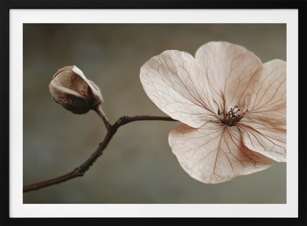 Delicate Bloom | Poster