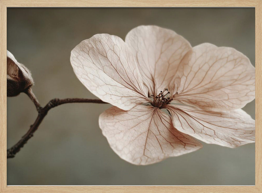 Delicate Bloom | Poster