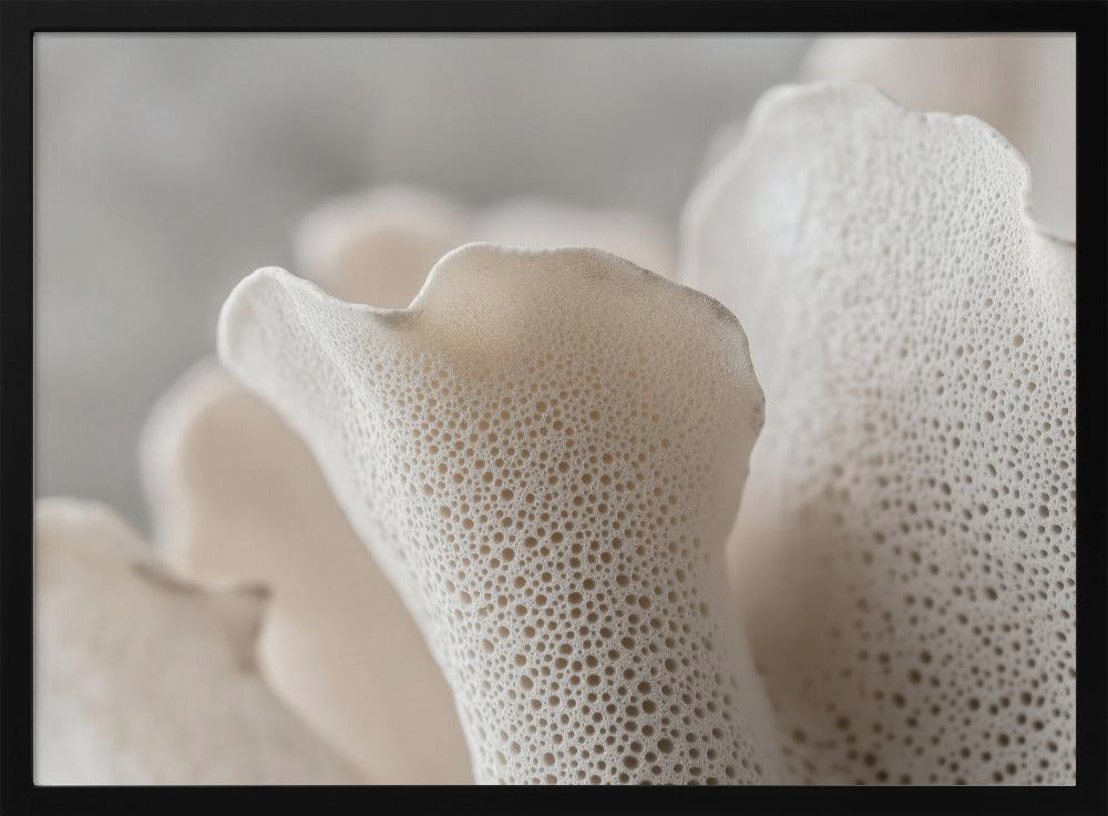 Porcelain Petals | Poster