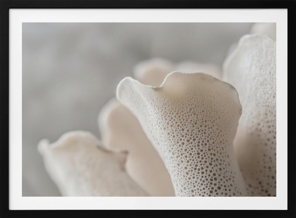 Porcelain Petals | Poster