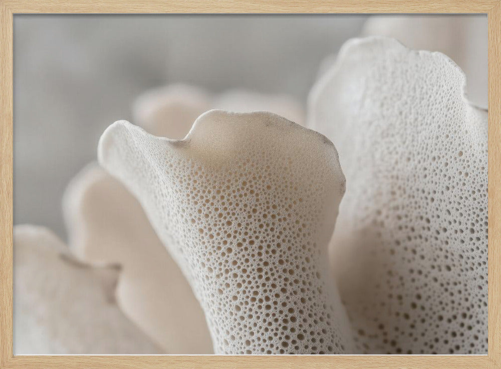 Porcelain Petals | Poster