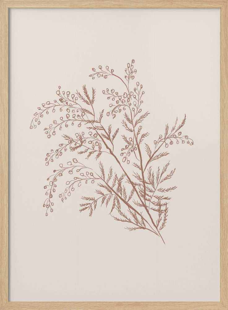 Acacia Botanical Branch | Poster