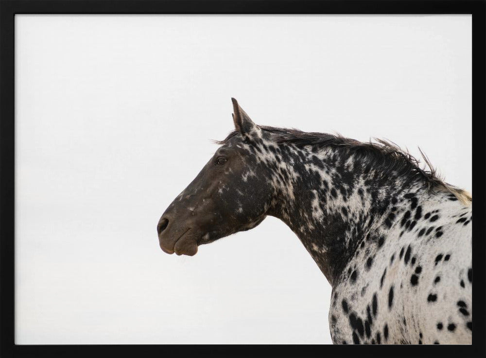 Andromeda 4 | Poster