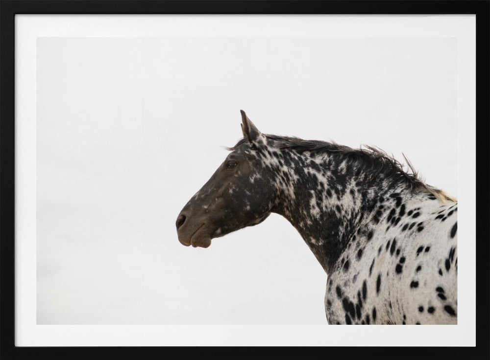 Andromeda 4 | Poster