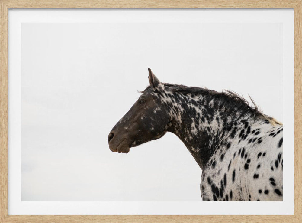 Andromeda 4 | Poster