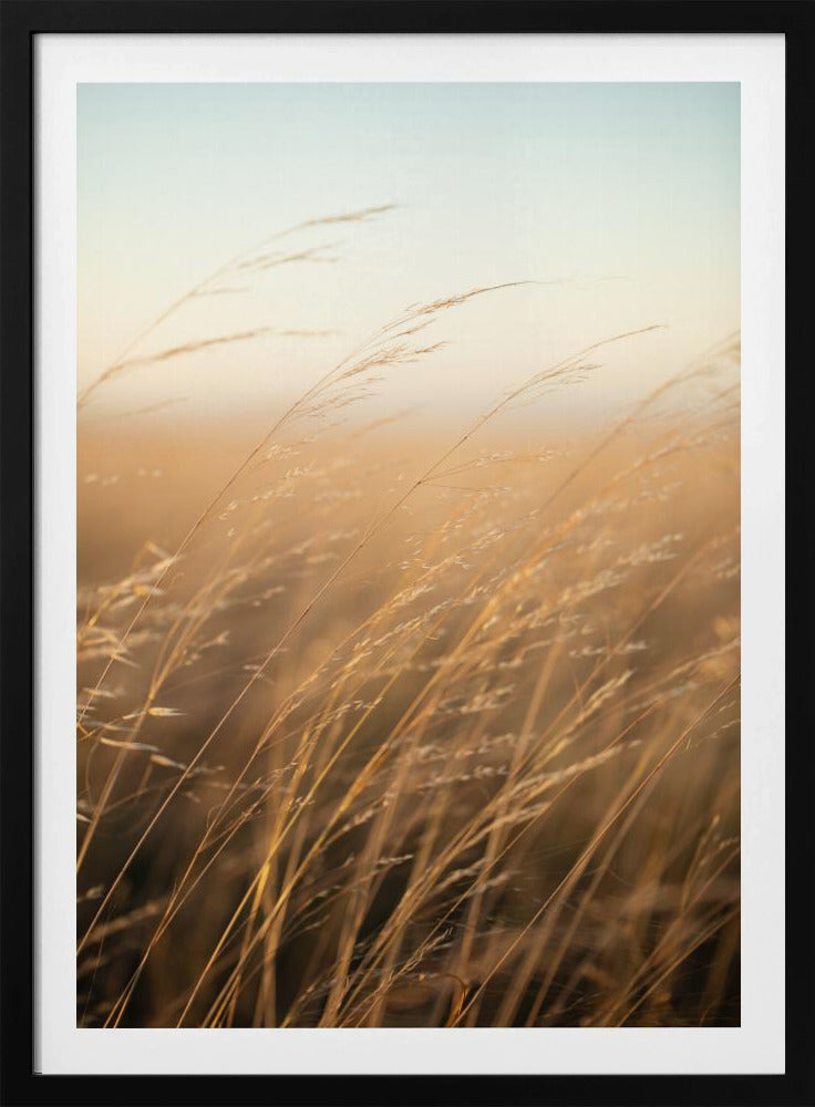 Golden Prairie Grass | Poster