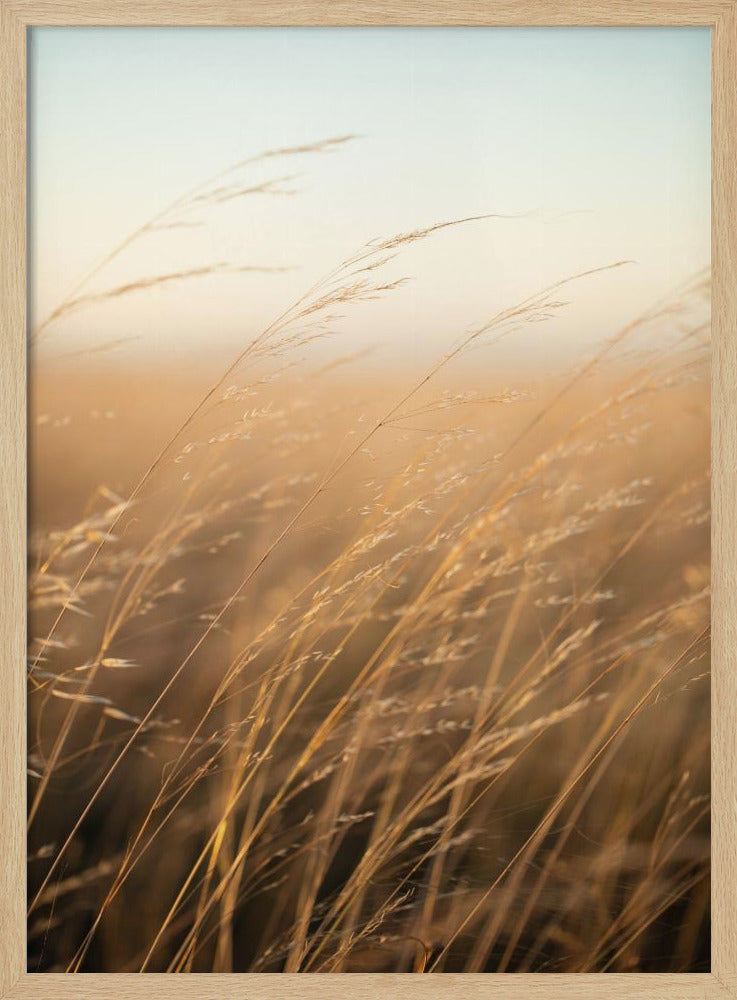 Golden Prairie Grass | Poster