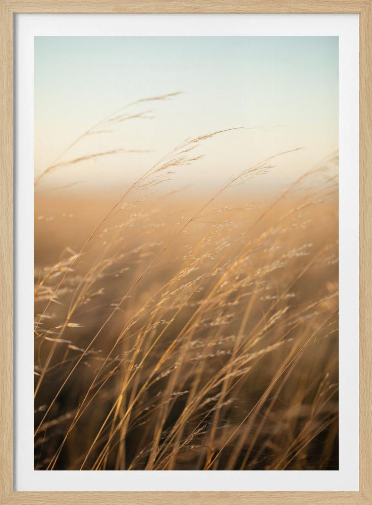 Golden Prairie Grass | Poster