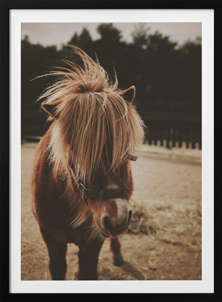 Pony with a Shaggy Mane | Poster