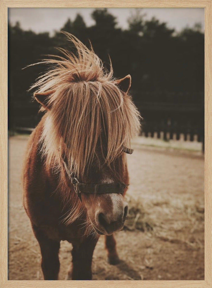 Pony with a Shaggy Mane | Poster