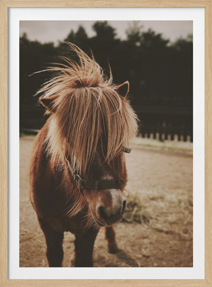 Pony with a Shaggy Mane | Poster