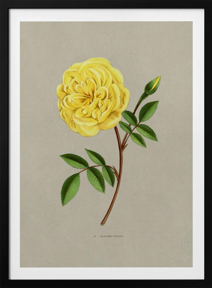 Rose Madame Falcot | Poster