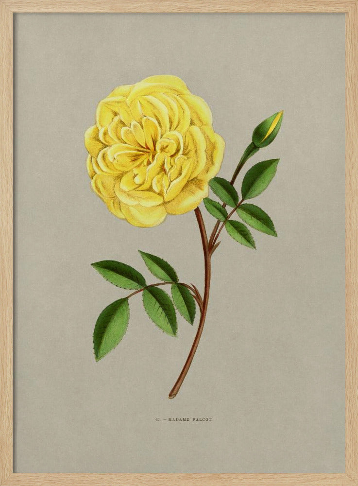 Rose Madame Falcot | Poster