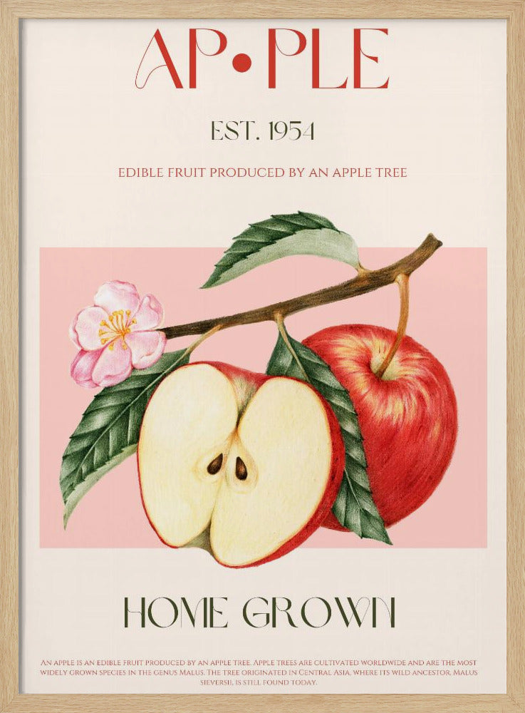 Harvested Apples | Poster