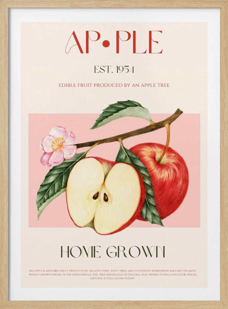 Harvested Apples | Poster