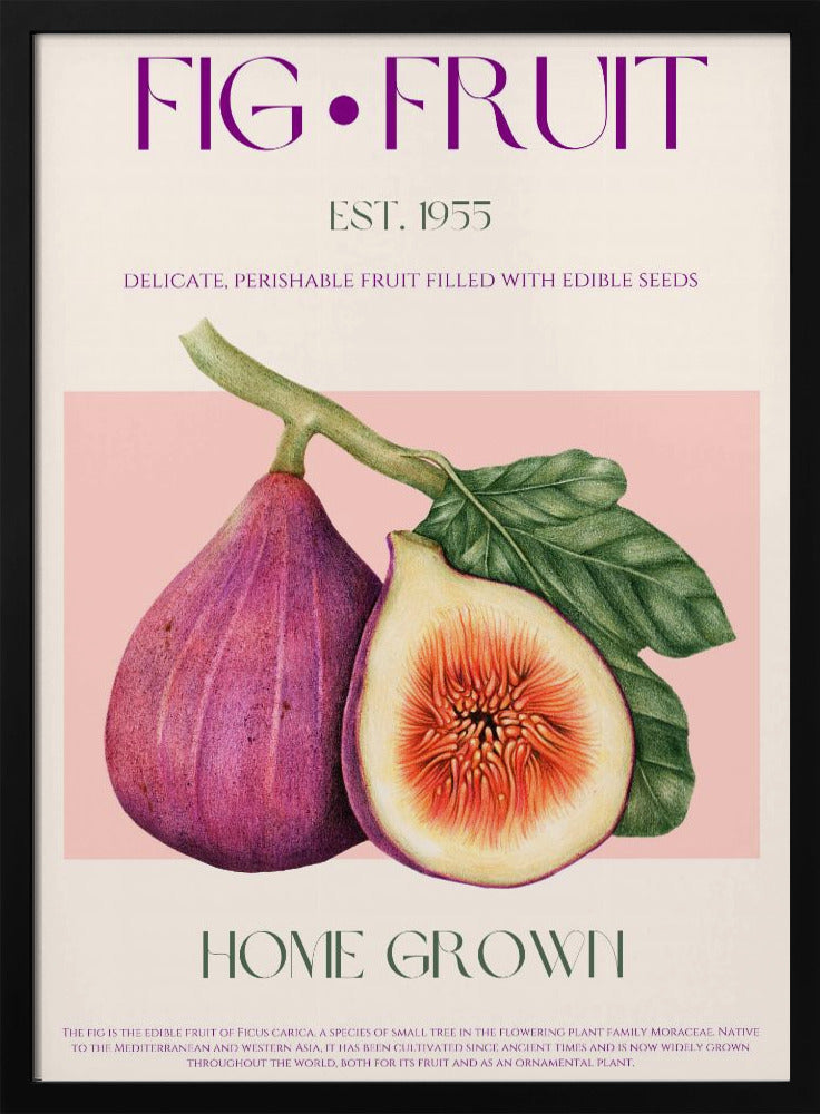Vintage Fig Delight | Poster