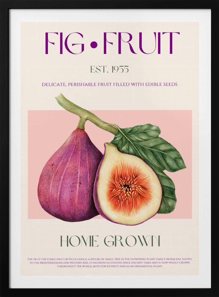 Vintage Fig Delight | Poster