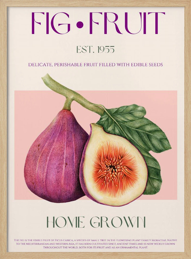Vintage Fig Delight | Poster