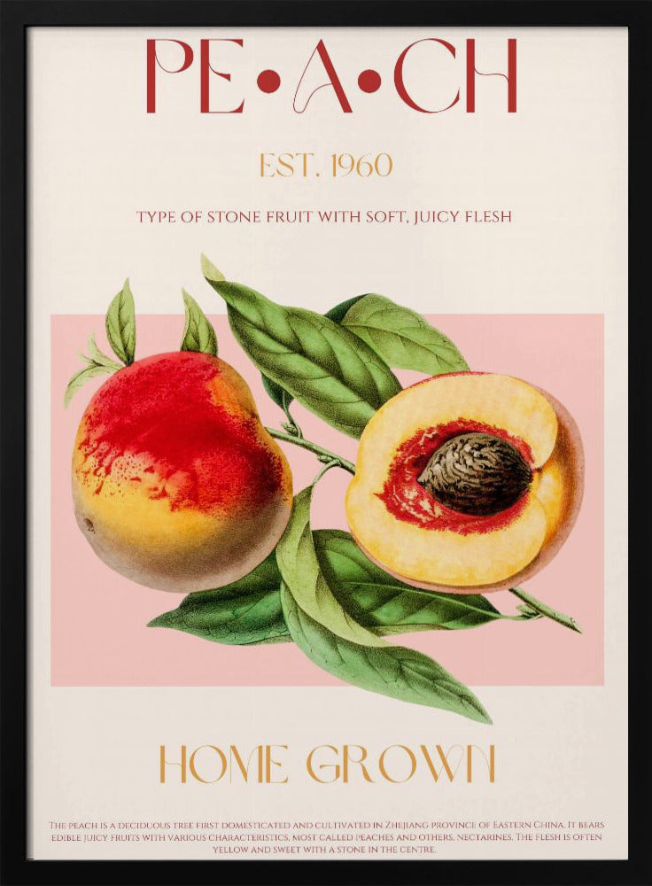Vintage Style Peach Illustration | Poster