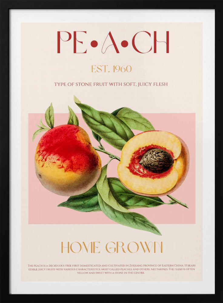 Vintage Style Peach Illustration | Poster