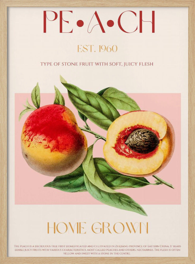 Vintage Style Peach Illustration | Poster