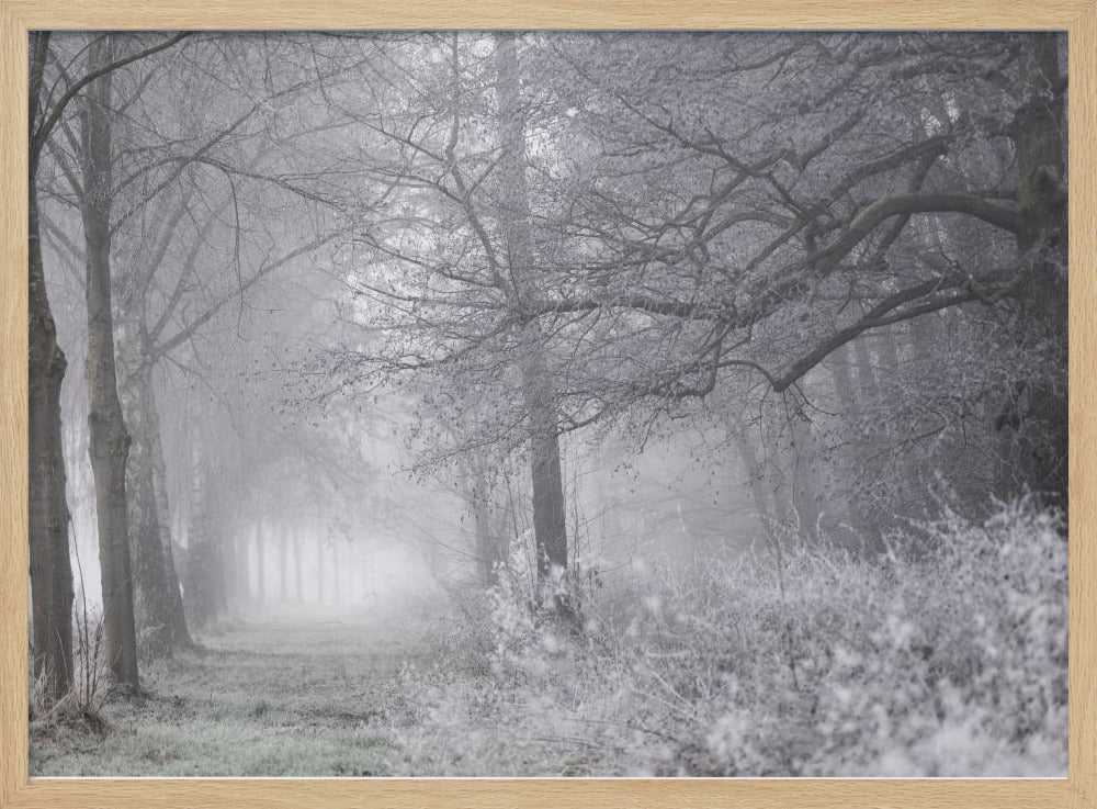 Foggy Winter Morning 1 | Poster