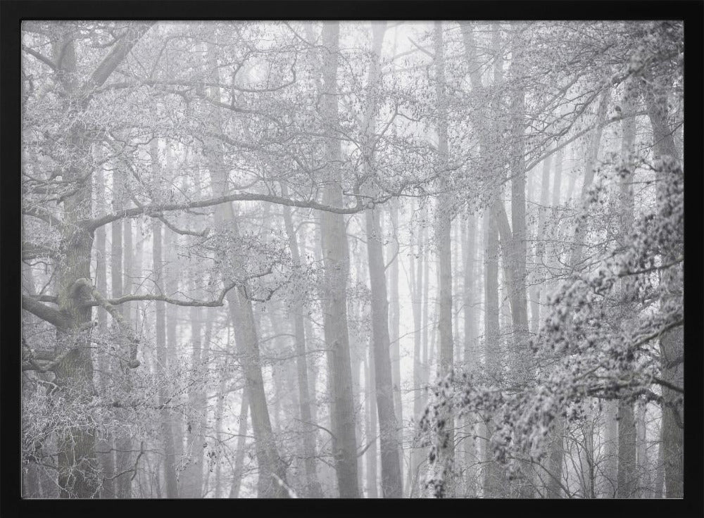 Foggy Winter Morning 2 | Poster