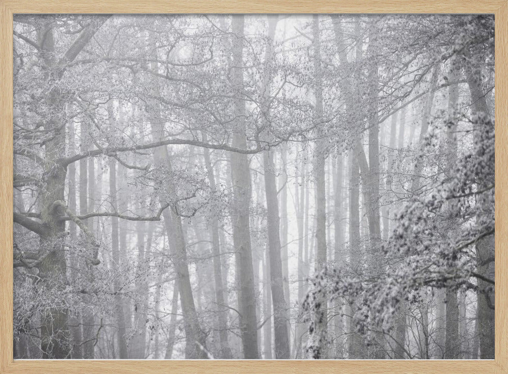 Foggy Winter Morning 2 | Poster