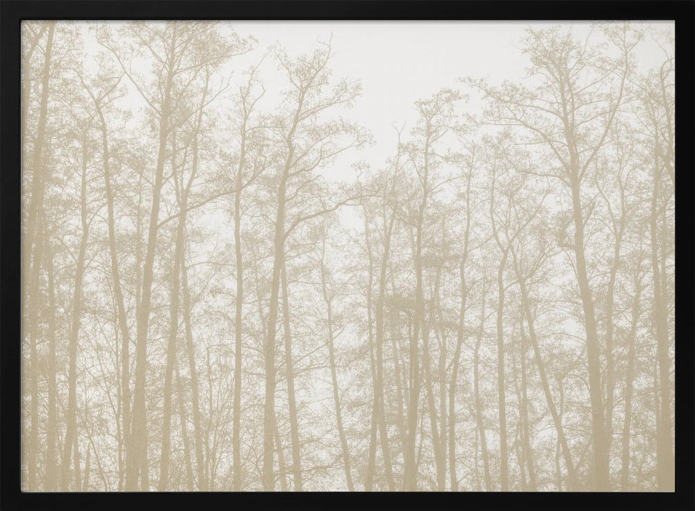 Tree Silhouettes 1 | Poster