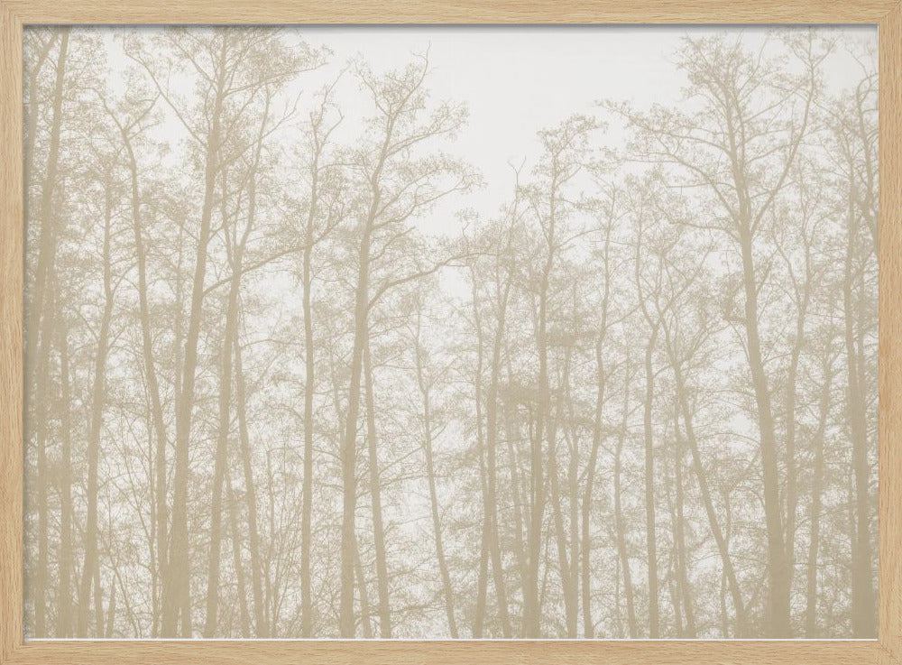 Tree Silhouettes 1 | Poster