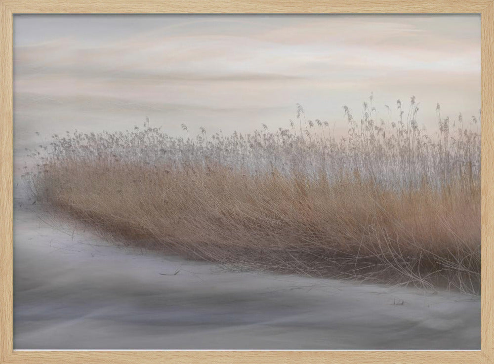 Winter Reed | Poster