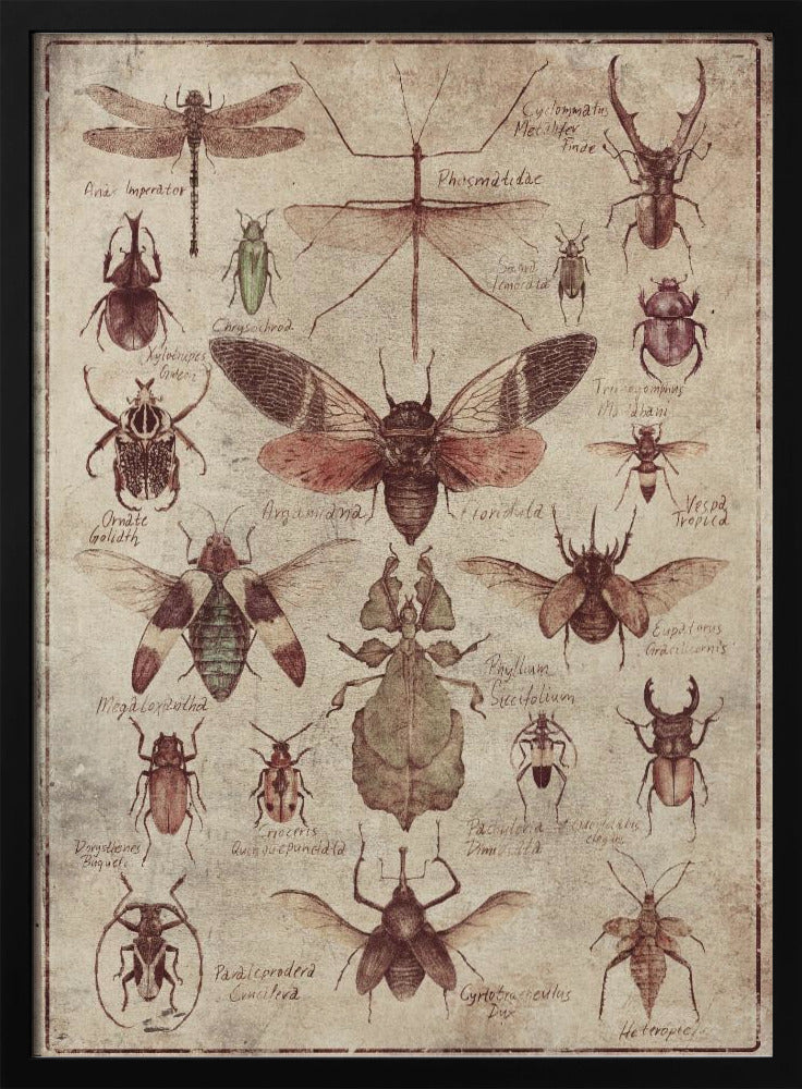Vintage-style  Insects | Poster