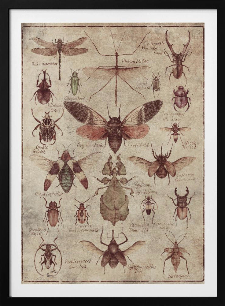 Vintage-style  Insects | Poster