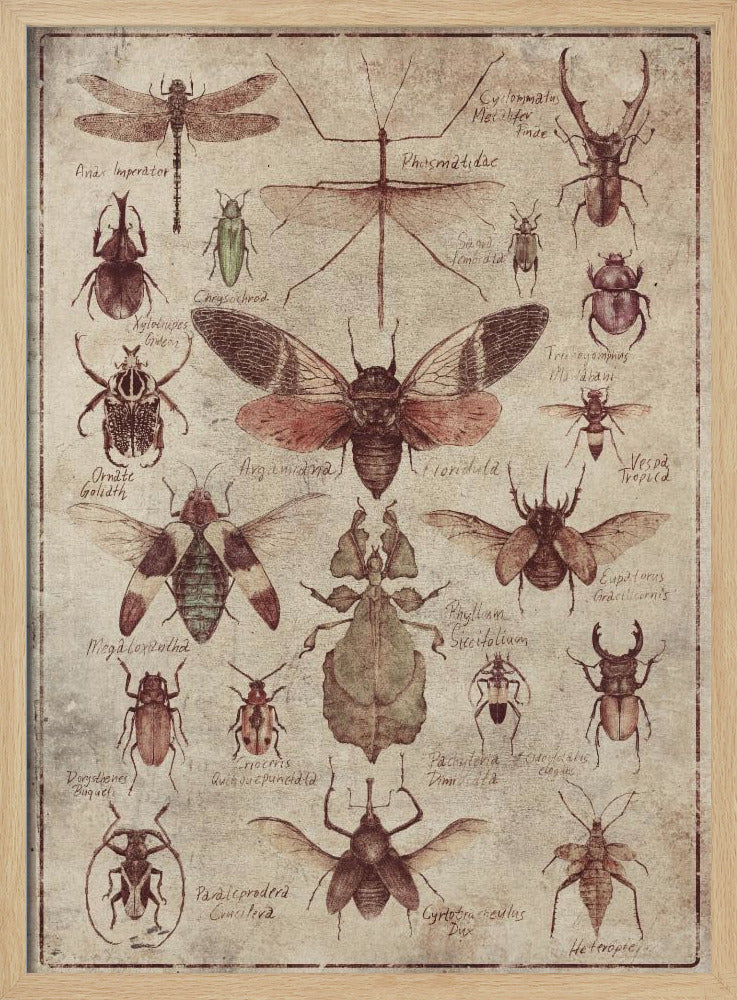 Vintage-style  Insects | Poster