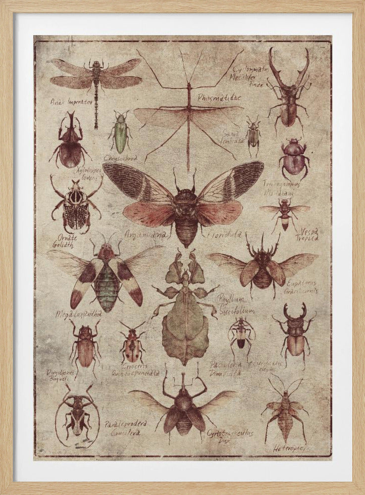 Vintage-style  Insects | Poster