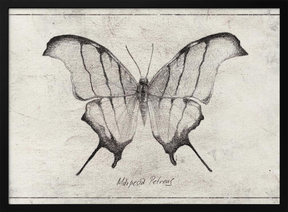 Marpesia Petreus | Poster