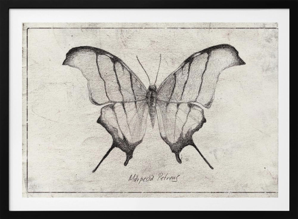 Marpesia Petreus | Poster