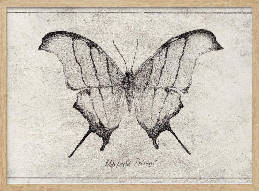 Marpesia Petreus | Poster