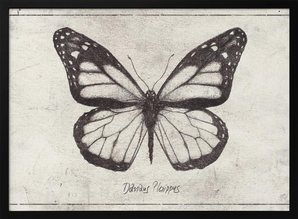 Sketch Of A Monarch Butterfly | Poster