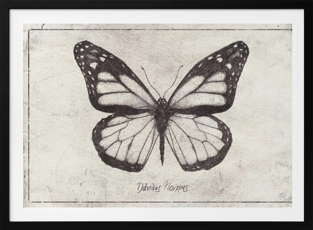 Sketch Of A Monarch Butterfly | Poster