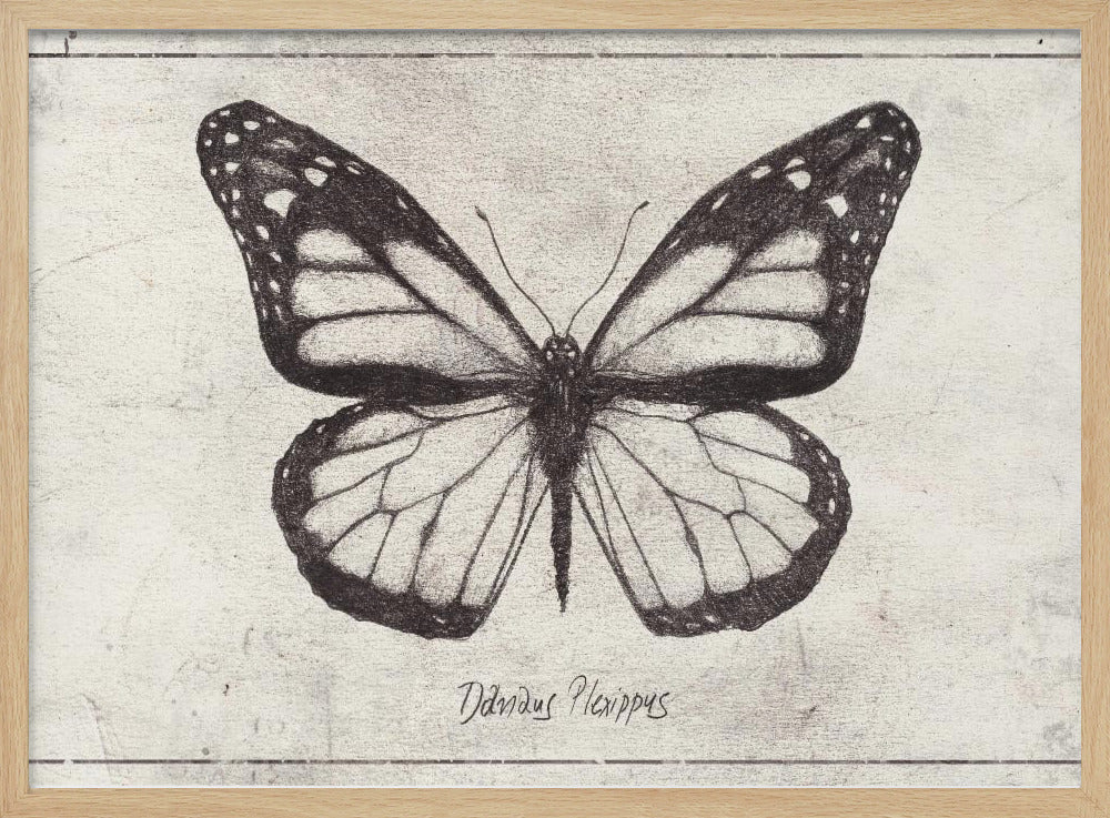 Sketch Of A Monarch Butterfly | Poster