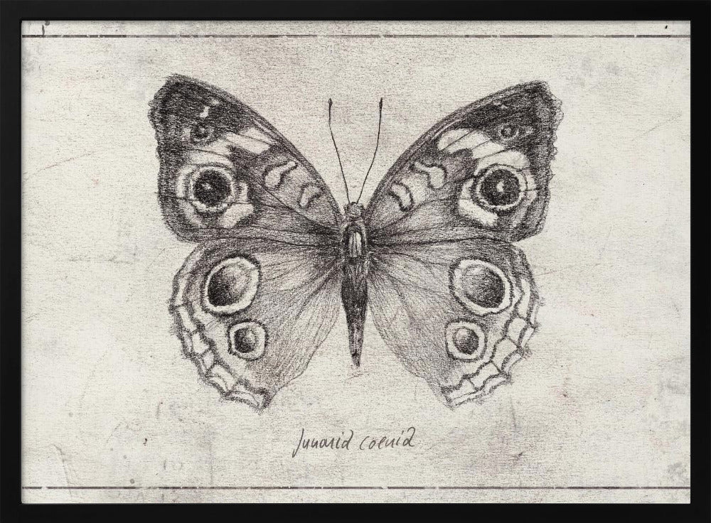 Butterfly Showcases Intricate Wing | Poster