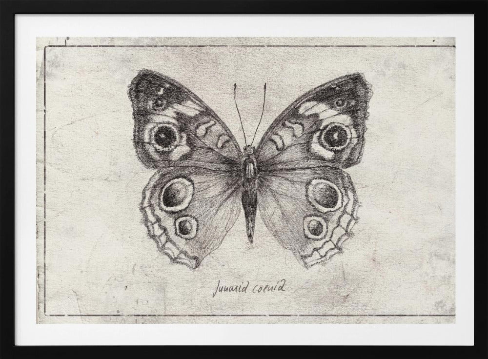 Butterfly Showcases Intricate Wing | Poster