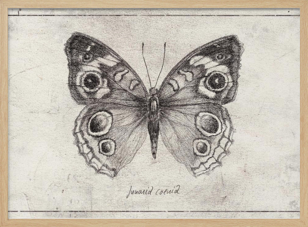 Butterfly Showcases Intricate Wing | Poster