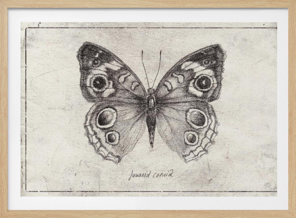 Butterfly Showcases Intricate Wing | Poster