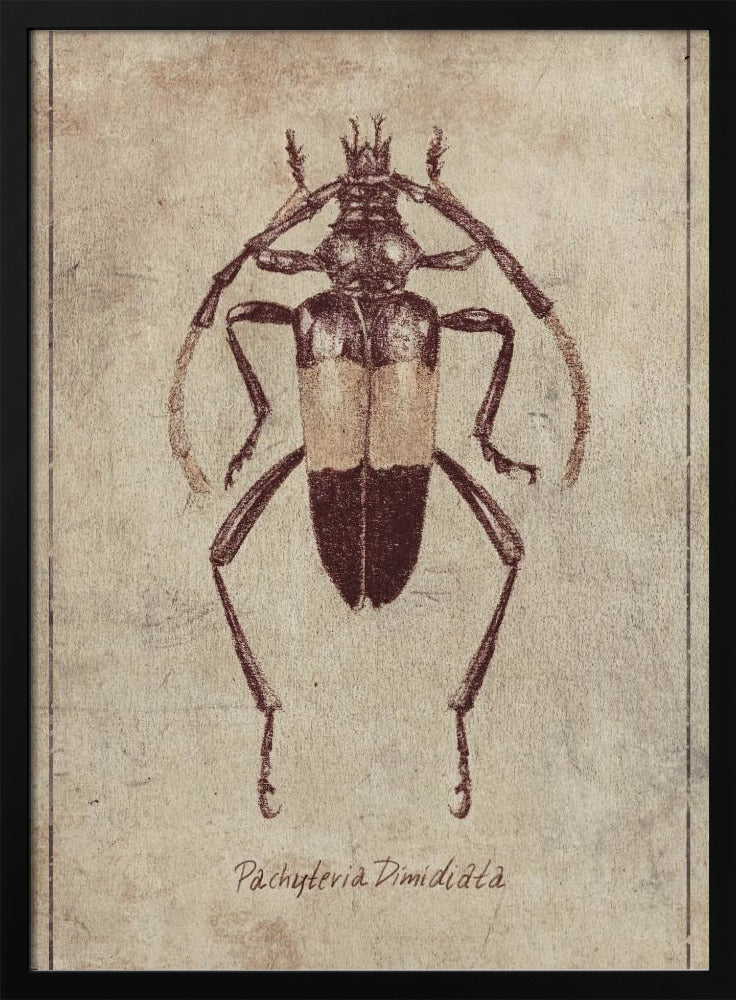 Vintage Insect Sketch | Poster