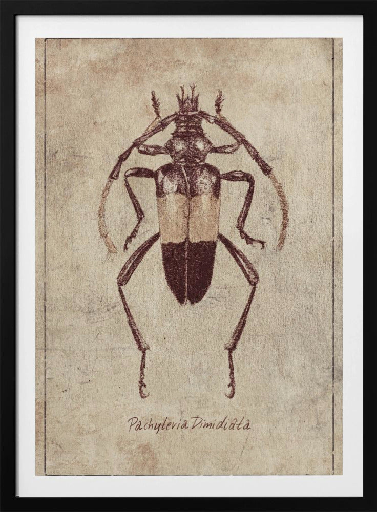 Vintage Insect Sketch | Poster